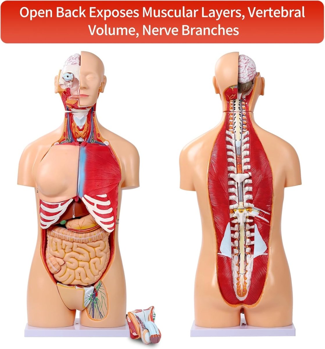 Dual - Sex Human Torso Anatomy Model (32 Parts) – Model 1035 - 20EHM - American Mortuary Coolers & Equipments