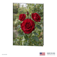 Red Roses Funeral Register Book
