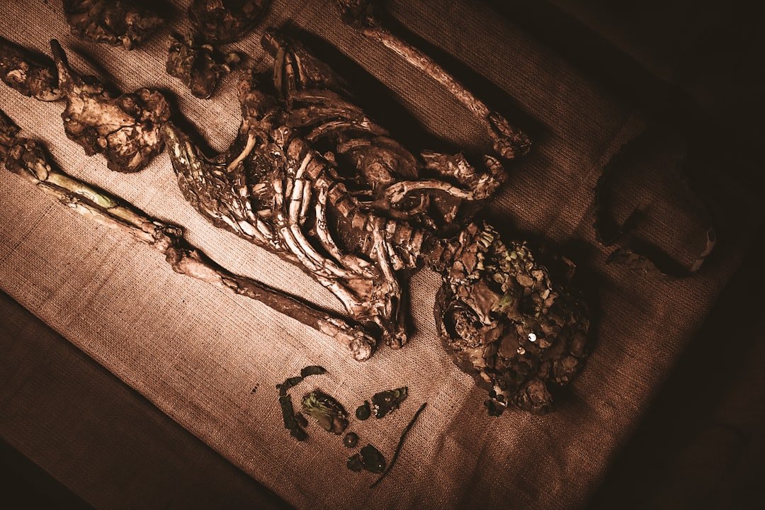 All About the Etymology of Autopsy: Discover Its Origins - American Mortuary Coolers & Equipments