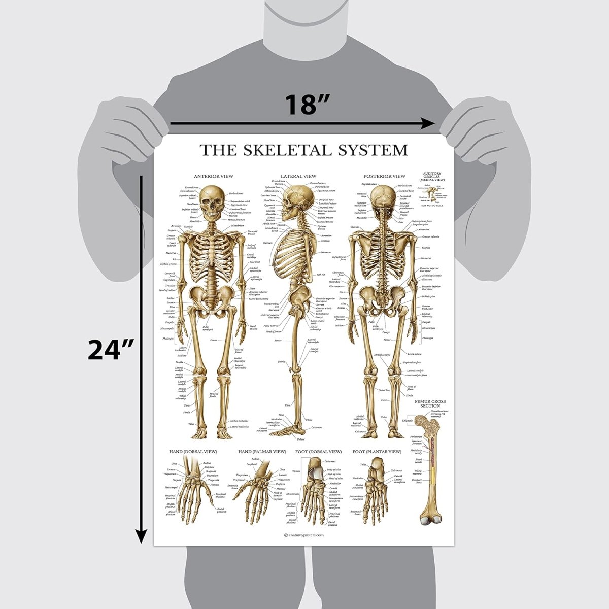 Anatomical Chart Set– Model 1035 - 21CHT - American Mortuary Coolers & Equipments