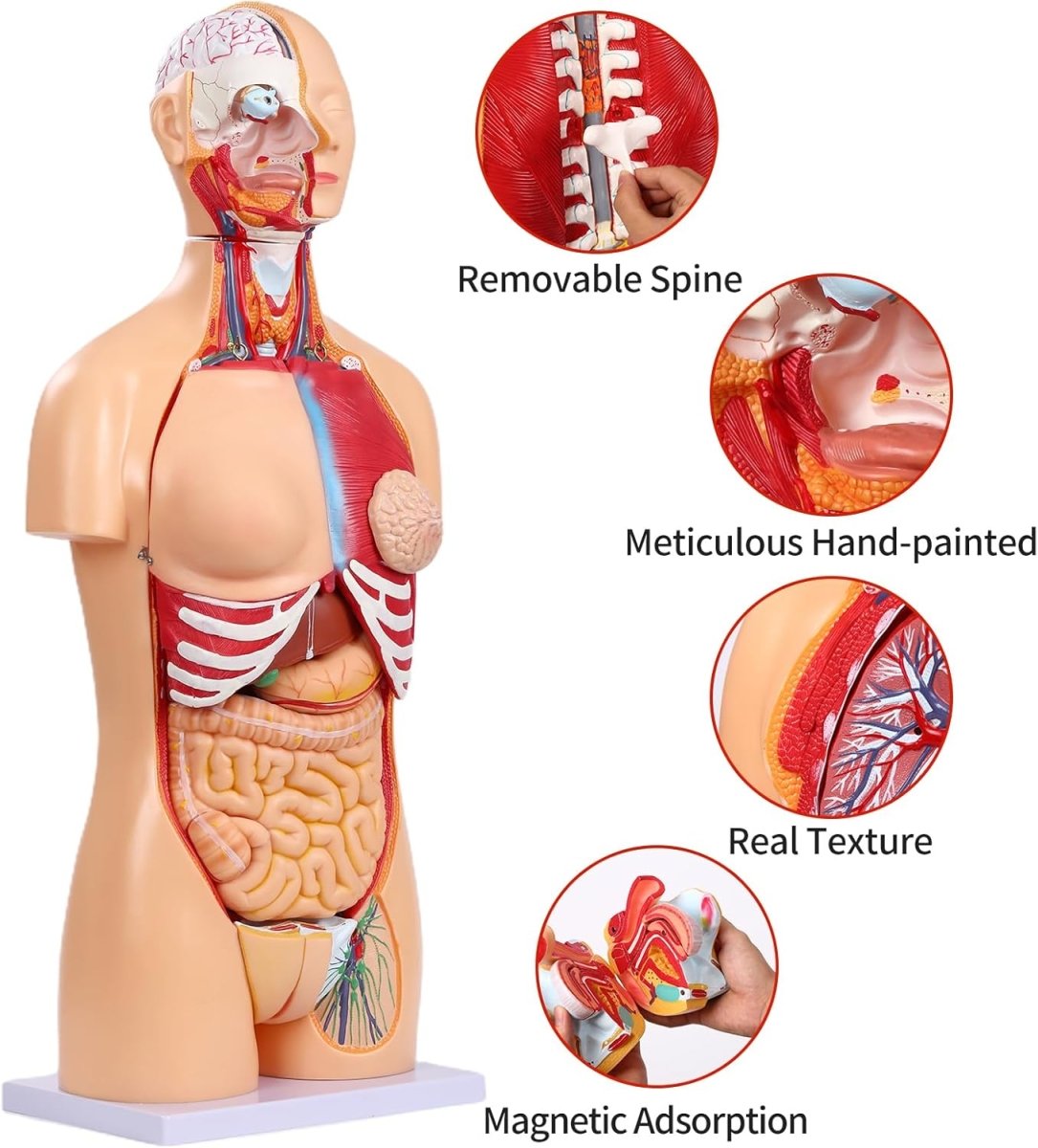 Dual - Sex Human Torso Anatomy Model (32 Parts) – Model 1035 - 20EHM - American Mortuary Coolers & Equipments