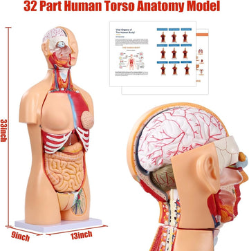 Dual-Sex Human Torso Anatomy Model, 32 Parts