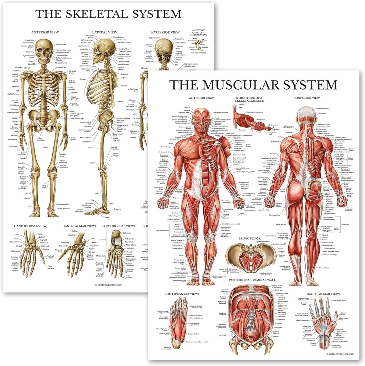 Anatomical chart set, muscular and skeletal system posters