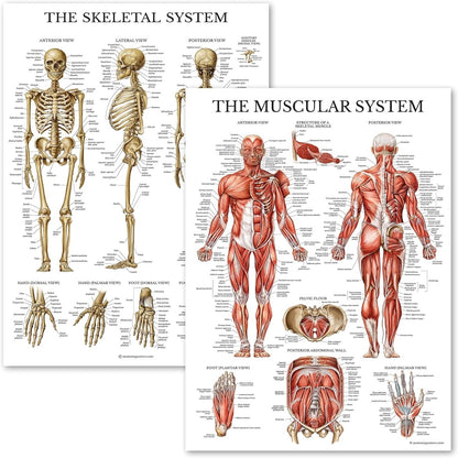 Anatomical chart set, muscular and skeletal system posters