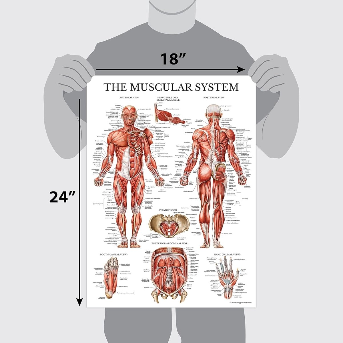 Anatomical chart set — anatomy education wall charts