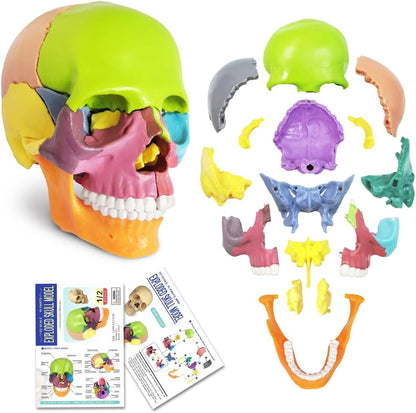 Exploded skull anatomy view, color-coded cranial bone identification