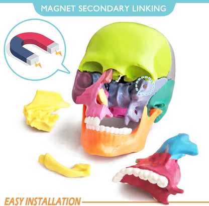 Exploded human skull anatomy, medical school teaching model