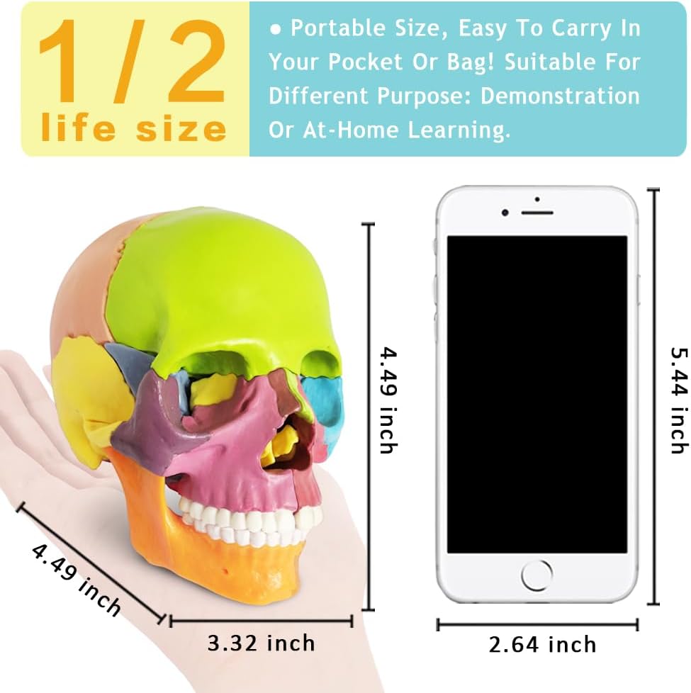 Human skull anatomy display stand, anatomy lab and lecture teaching aid