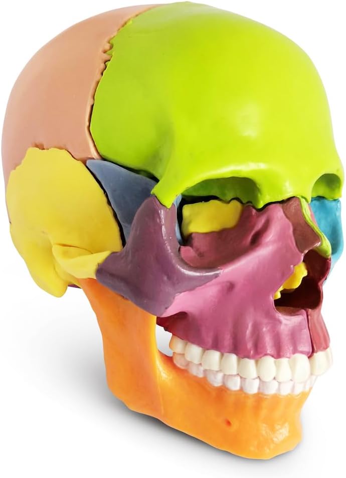 exploded skull separation detail, anatomical education display
