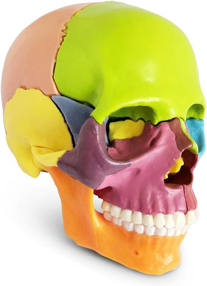 exploded skull separation detail, anatomical education display